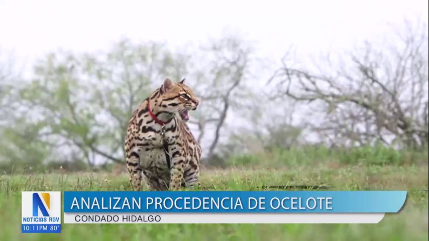 Analizan procedencia de ocelote en el condado Hidalgo