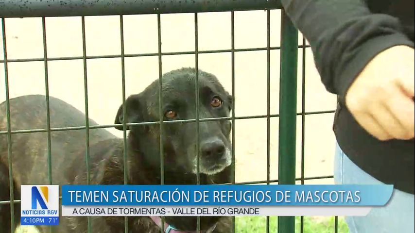 A causa de tormentas, RGV Humane Society temen saturación de mascotas ...