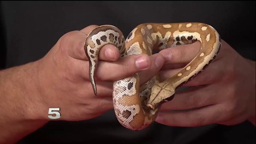 Zoo Guest: Blood Python