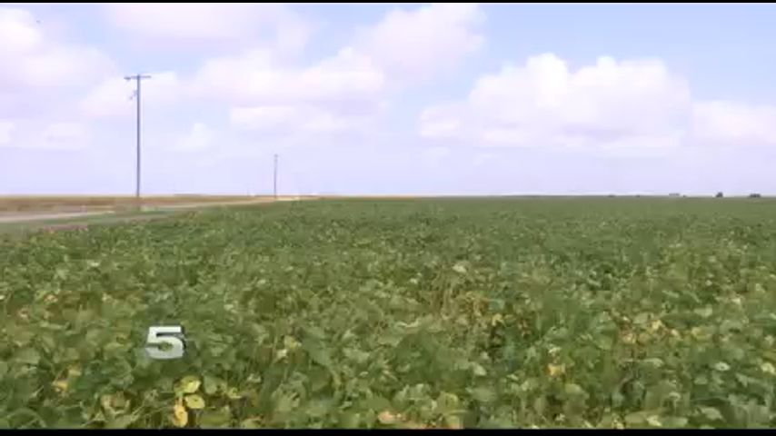 Donna Grain Trader Concerned about Effects of New Tariff 