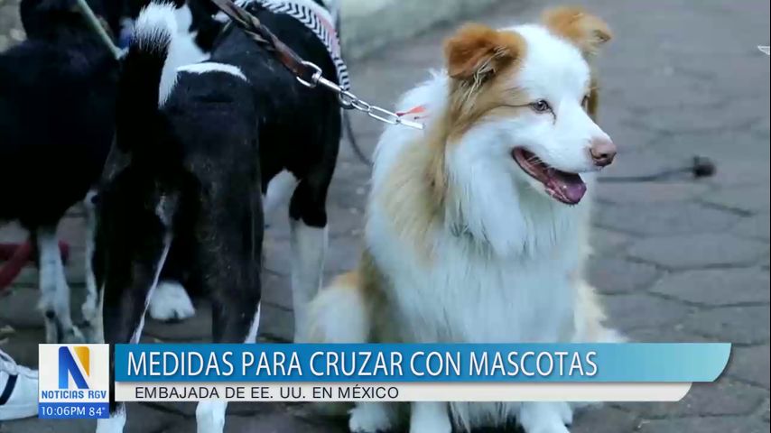 Embajada de EE.UU. en México revelo nuevas medidas para viajar y cruzar la frontera con mascotas