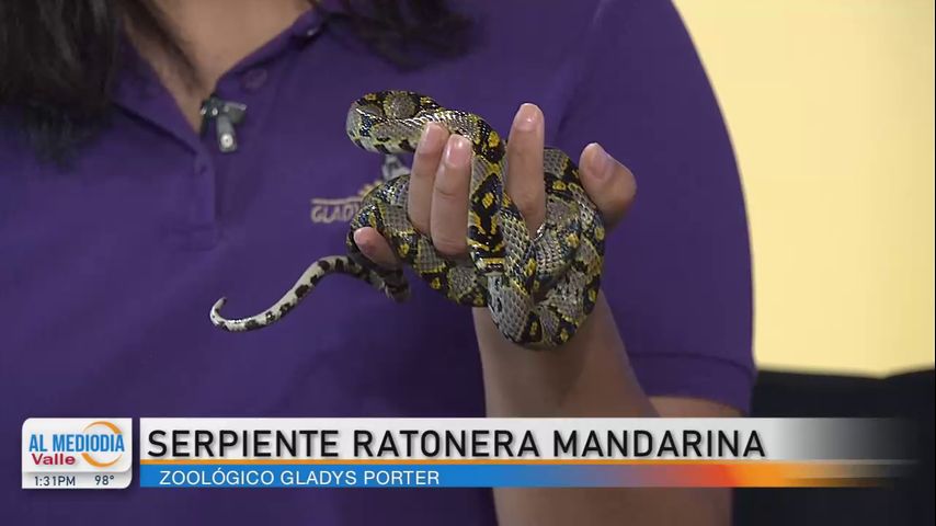 Desde el Zoológico: Nos visita una serpiente ratonera mandarina