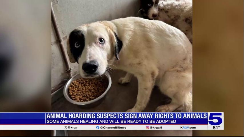 PVAS looking for adopters, fosters after McAllen animal hoarding suspects sign away rights
