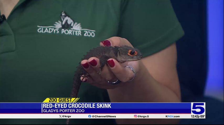 Zoo Guest: Red-eyed crocodile skink