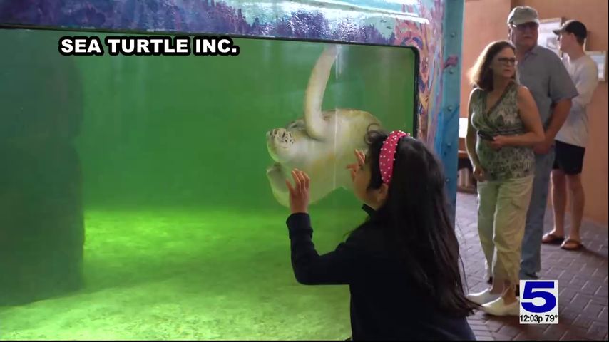 Sea Turtle Inc. offering free admission to visitors who participate in ...