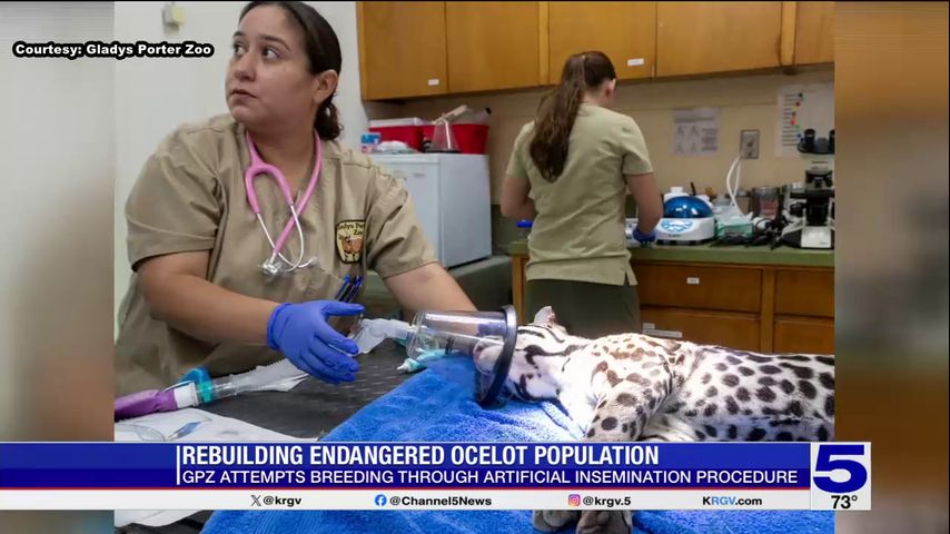 Gladys Porter Zoo rebuilding ocelot population through artificial insemination