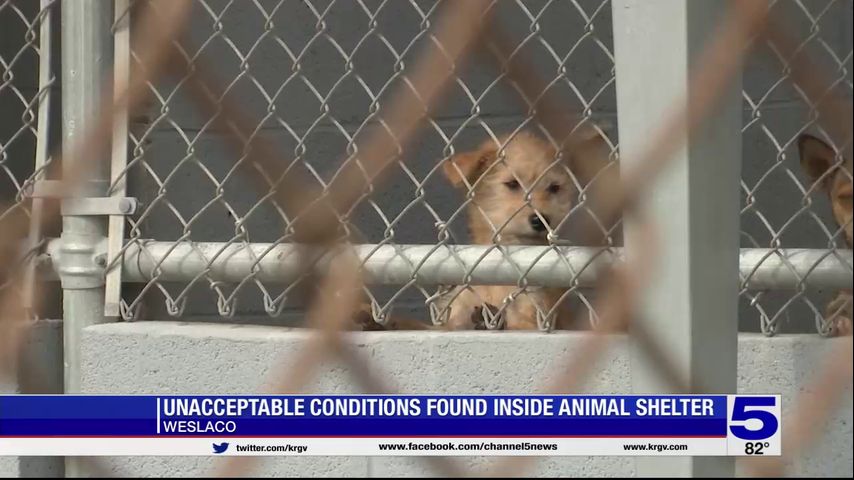 City responds after advocates describe ‘unacceptable’ conditions at Weslaco animal shelter