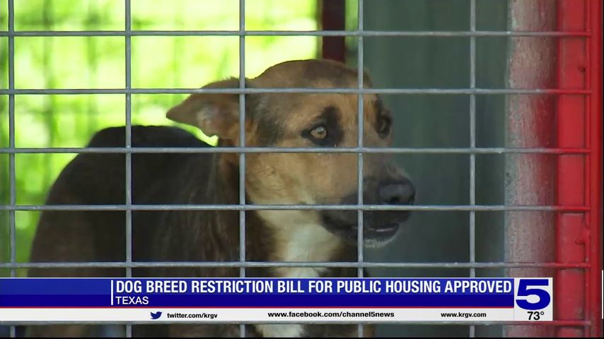 Dog breed restriction bill for public housing approved