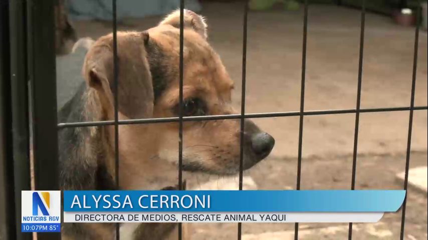 Refugio Yaqui Animal Rescue suspende admisiones por capacidad límite y falta de recursos