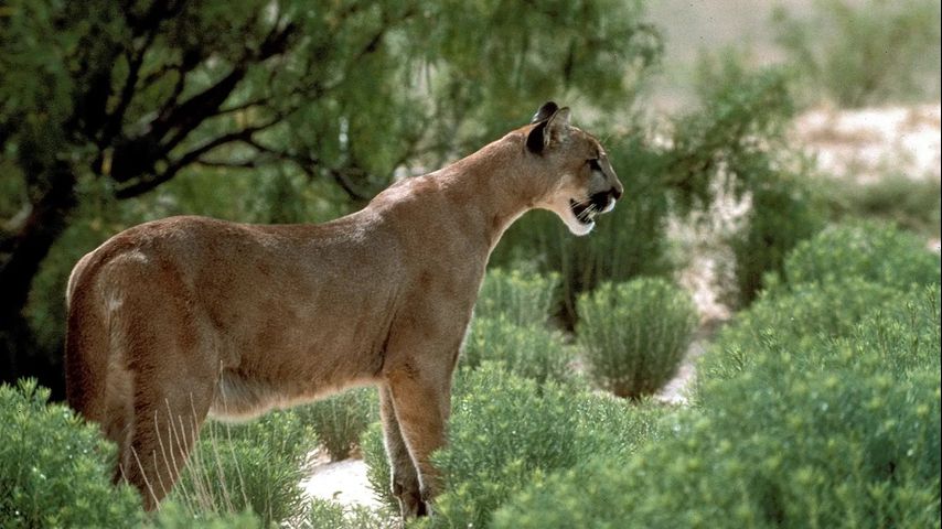 Texas takes its first steps to protect its mountain lions