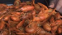Crawfish Tracker: Now that's more like it. Prices looking more and more familiar