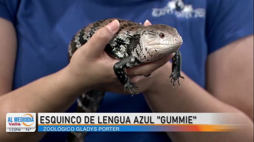 Desde El Zoológico: Presentan al escinco de lengua azul