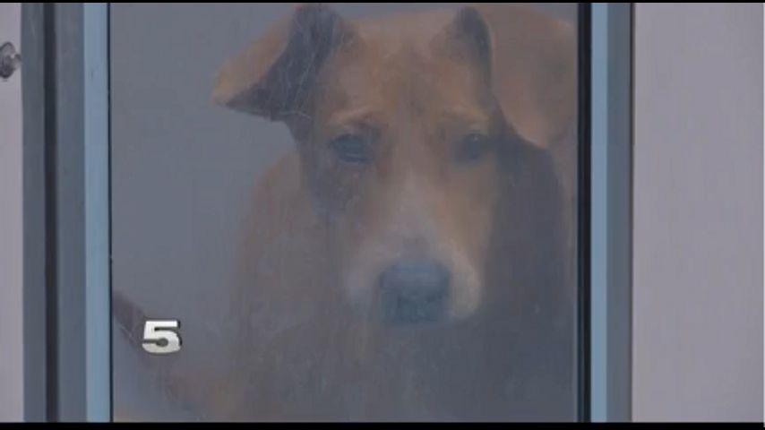 Palm Valley Animal Center Asks For Community's Help