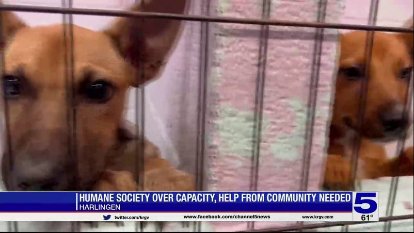 Dogs at risk of being euthanized at Humane Society of Harlingen due to capacity issues