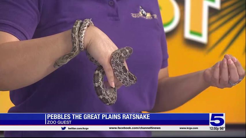 Zoo Guest: Pebbles the great plains rat snake