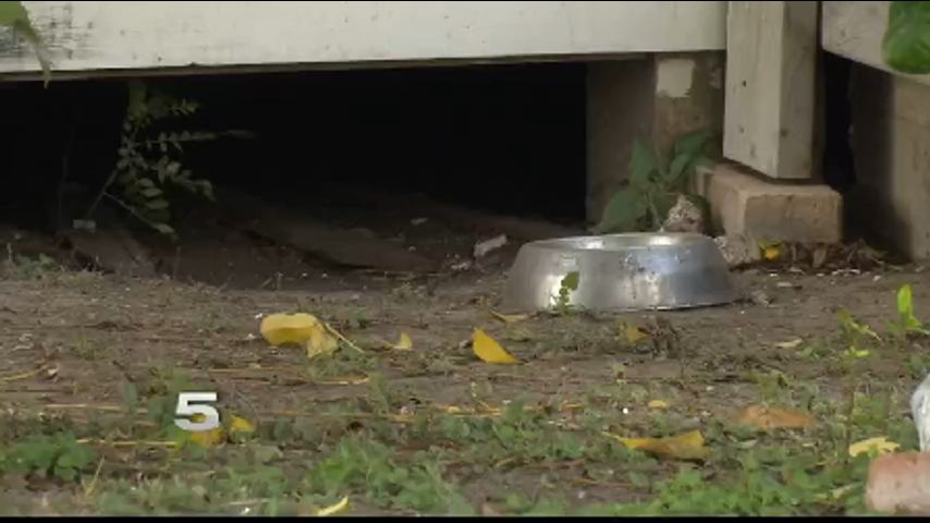Casi una Docena de Perros Muertos sin Explicación en Edcouch