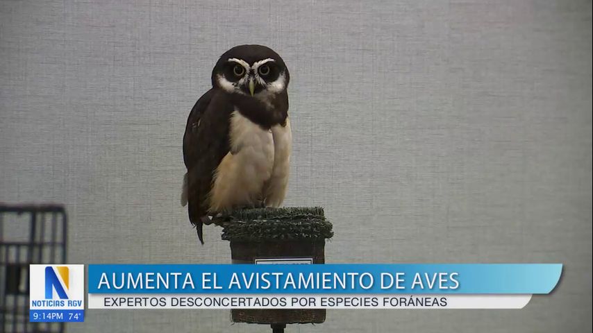 Los observadores de aves se dan cuenta del aumento en los avistamientos de aves raras