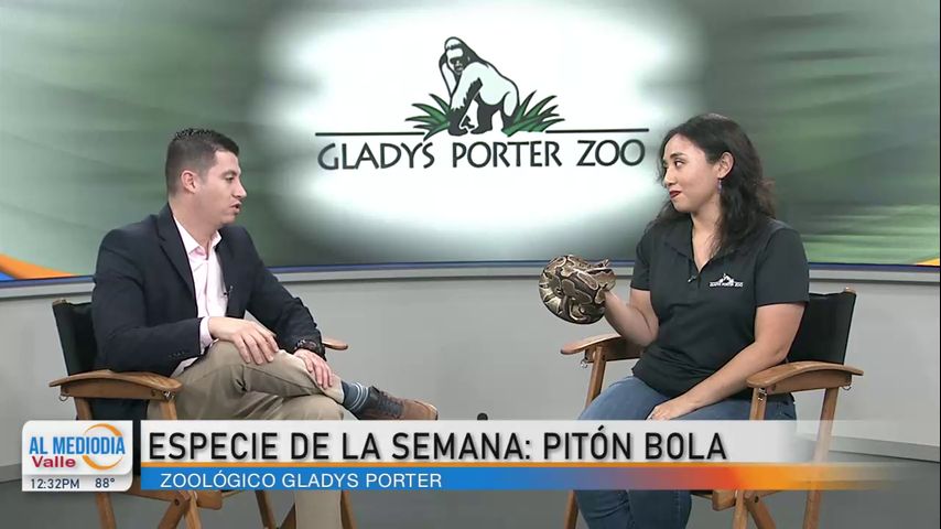 Desde el Zoológico: La pitón bola