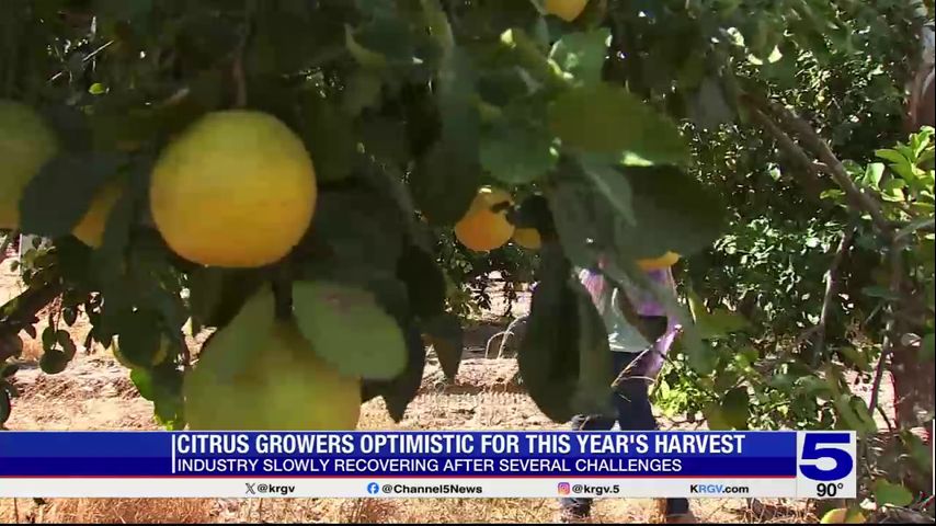 Valley citrus growers optimistic for this year’s harvest