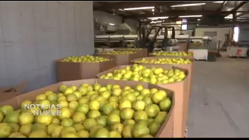 Proceso de Exportación de Cítricos 