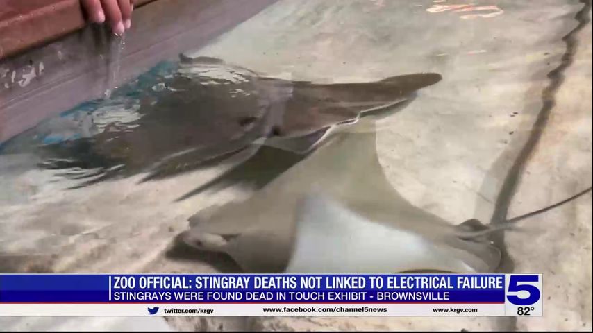 Gladys Porter Zoo officials continue to investigate death of stingrays