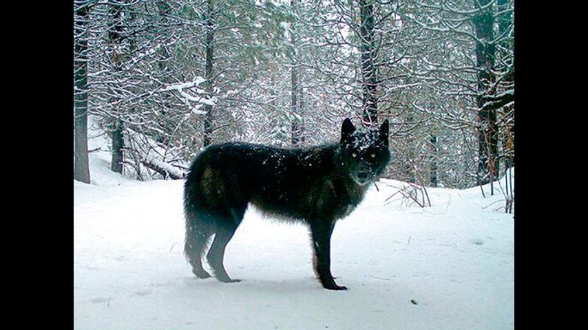 Wolf's comeback in US triggers debate on protection levels