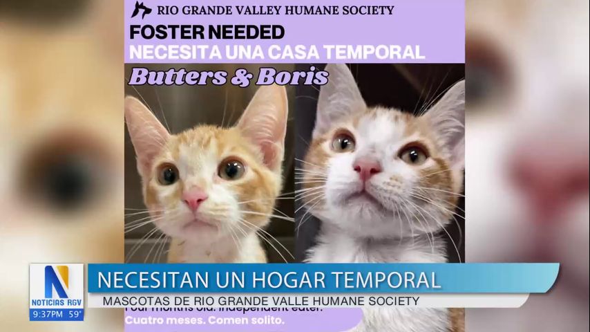 'Río Grande Valley Humane Society' solicita hogar temporal para mascotas