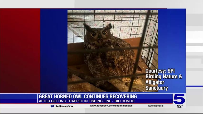 Great horned owl continues to recover after getting trapped in fishing line in Rio Hondo