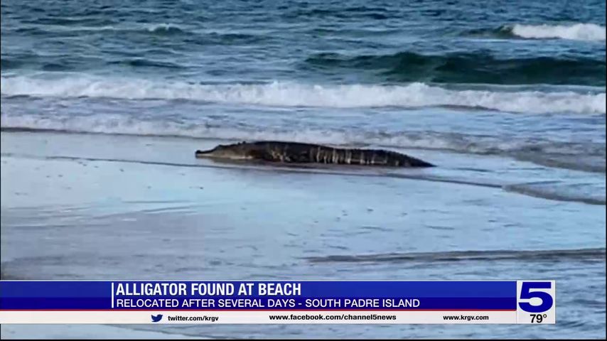Are There Crocodiles in South Padre Island  