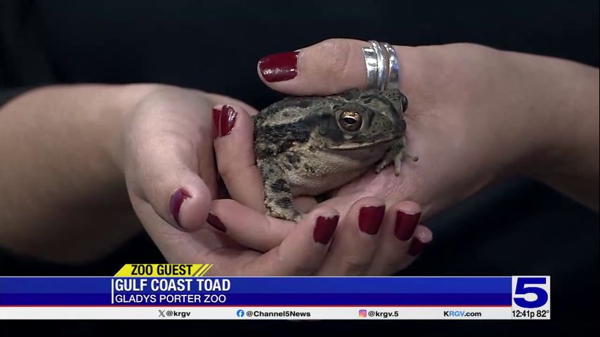 Zoo Guest: Gulf Coast Toad
