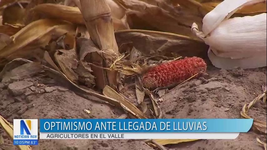 Agricultores del Valle aceleran cosechas ante tormenta inminente