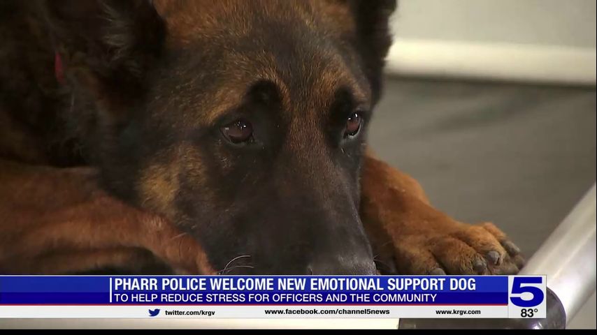 Pharr Police Department welcomes new emotional support dog