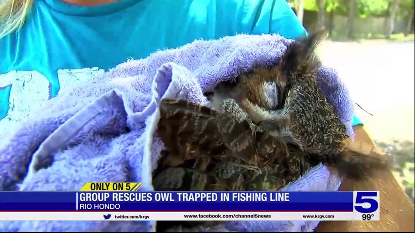 Great horned owl recovering after getting trapped in fishing line in Rio Hondo