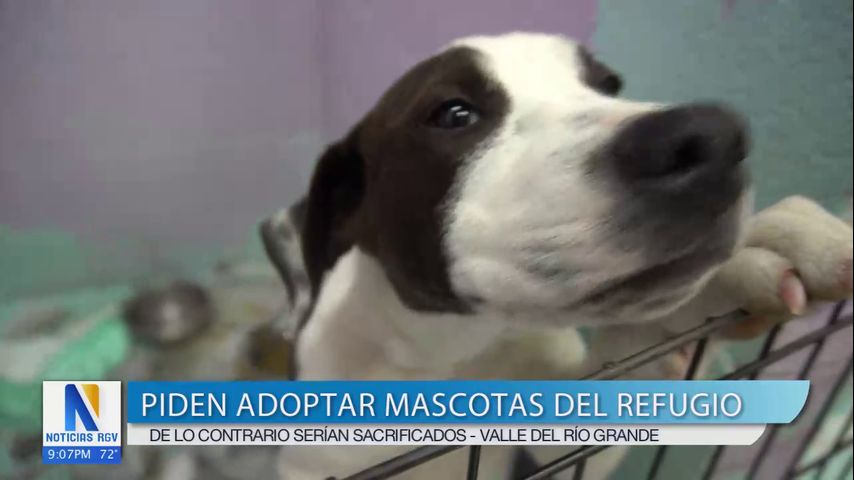 La sobrepoblación de refugios de animales podría llevar a su sacrificio