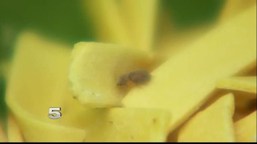 Insectos Invaden Hogar de McAllen 