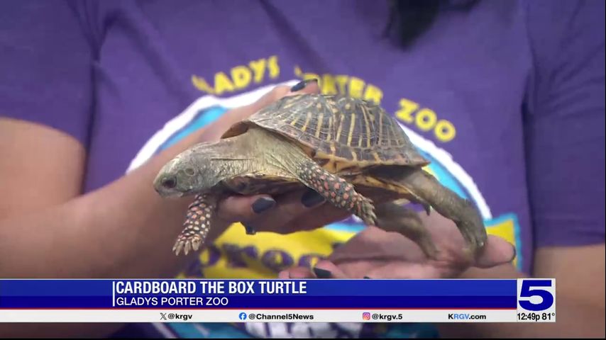 Zoo Guest: Cardboard the ornate box turtle