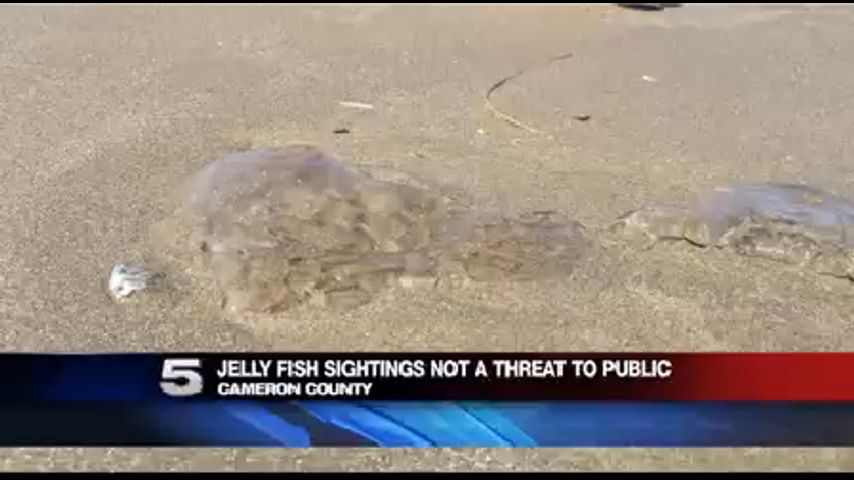 Avistamientos de Medusas en Isla del Padre Sur No Representan Peligro