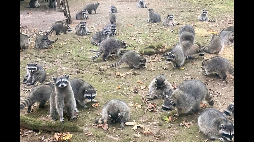 Washington state woman calls 911 after being hounded by up to 100 raccoons