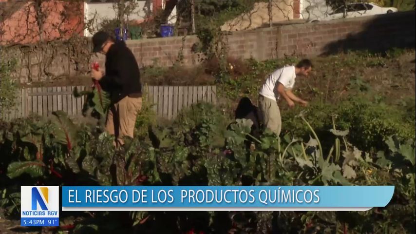 Salud y Vida: El riesgo de los productos químicos