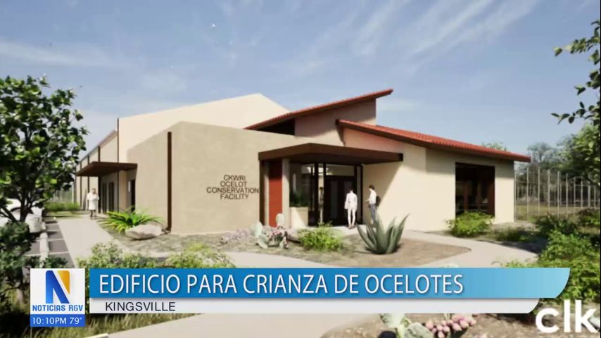 Nuevo centro de crianza de ocelotes en Kingsville impulsa esfuerzos de conservación