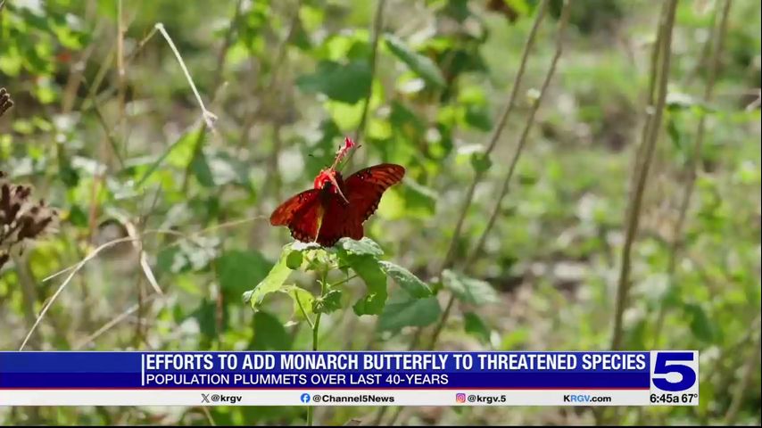 Monarch butterflies to be listed as threatened species