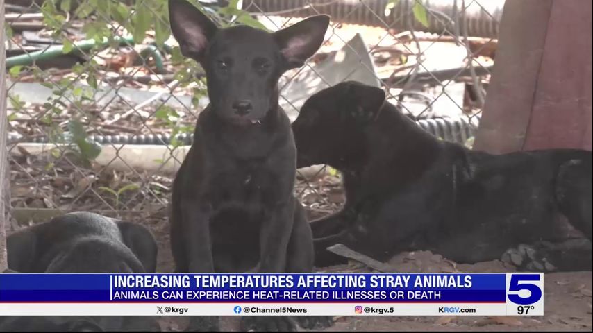 Record heat is killing stray animals, experts say