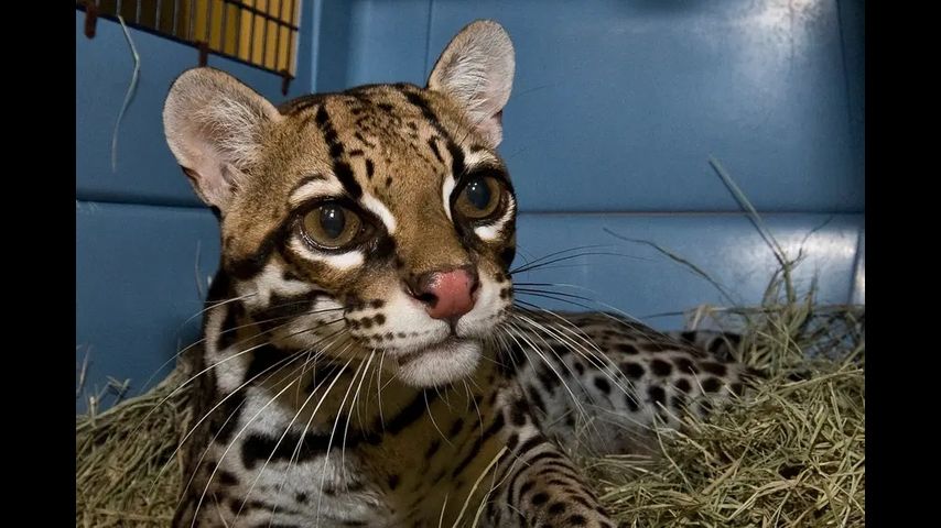 Is the ocelot, the endangered South Texas wildcat, making a comeback?