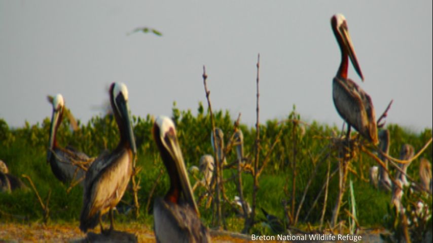 Project will double the size of island in US wildlife refuge - Vimarsana News