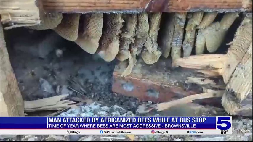 Man recovering following bee attack in Brownsville