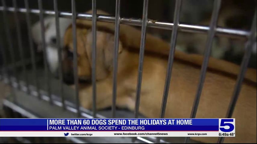 More than 60 dogs spend the holidays at a home