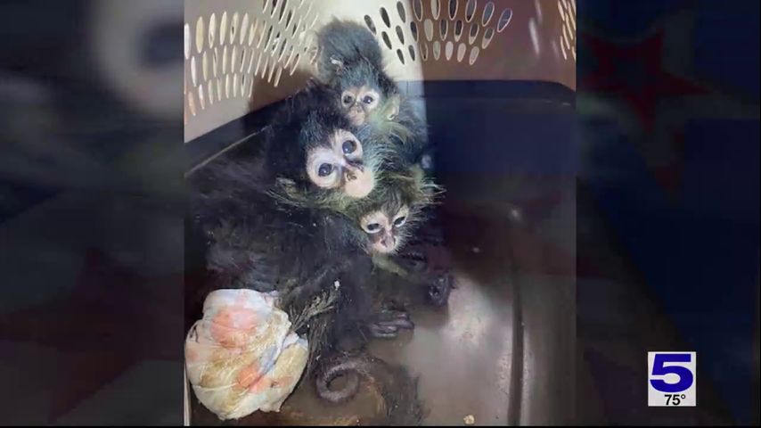 20-year-old Katy woman pleads guilty to smuggling spider monkey in Brownsville