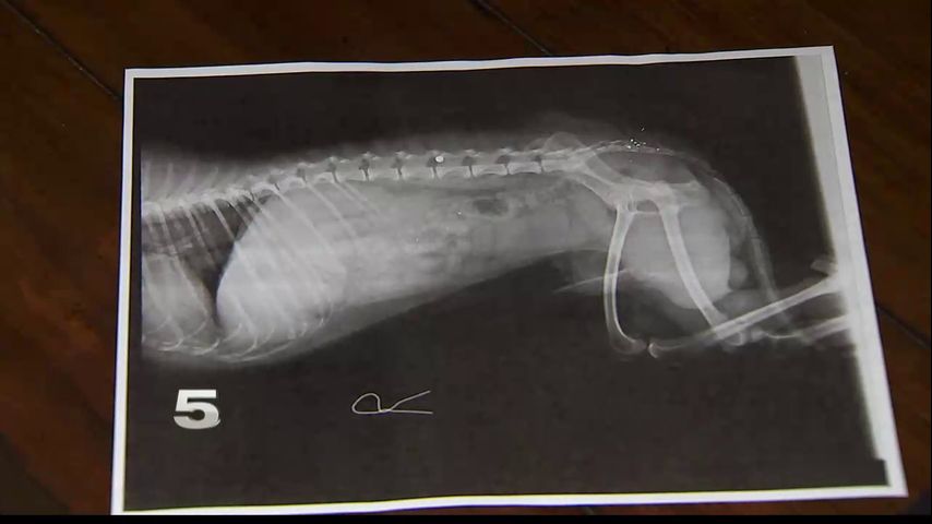 Bayview Family Wants Justice after Dogs Shot