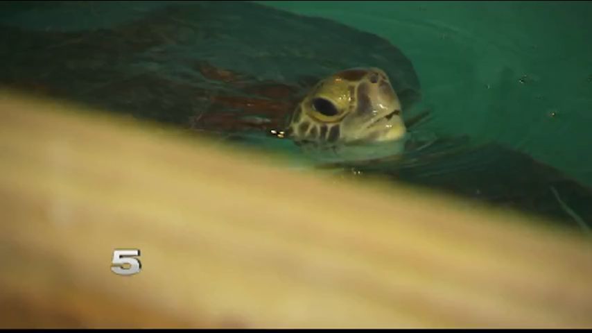 Centro de Rescate Ve Incremento de Tortugas Atrapadas en Líneas de Pesca 