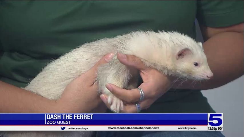 Zoo Guest: Dash the ferret